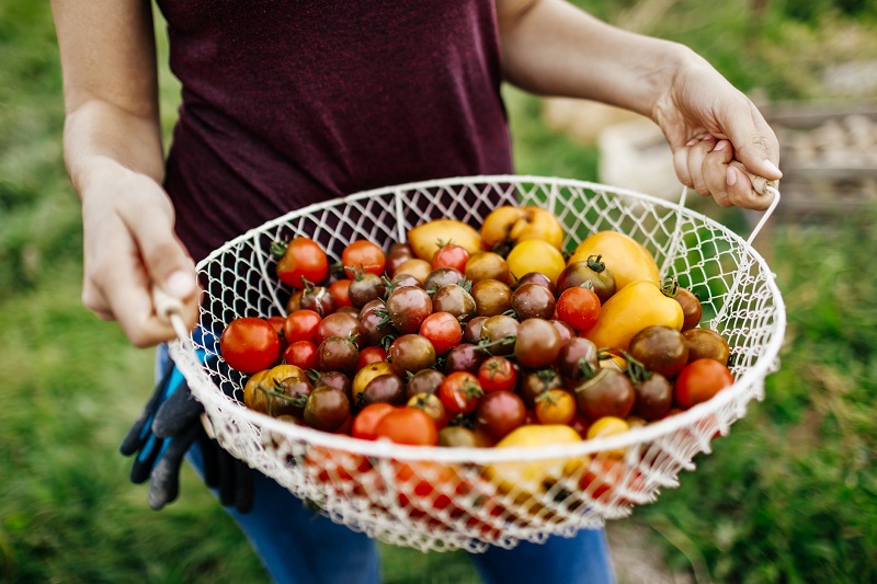 Farm fresh whole cherry tomatoes vitamin C The Leaf