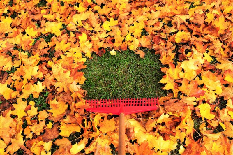 12 Easy Tips for Fall Garden Success The Leaf