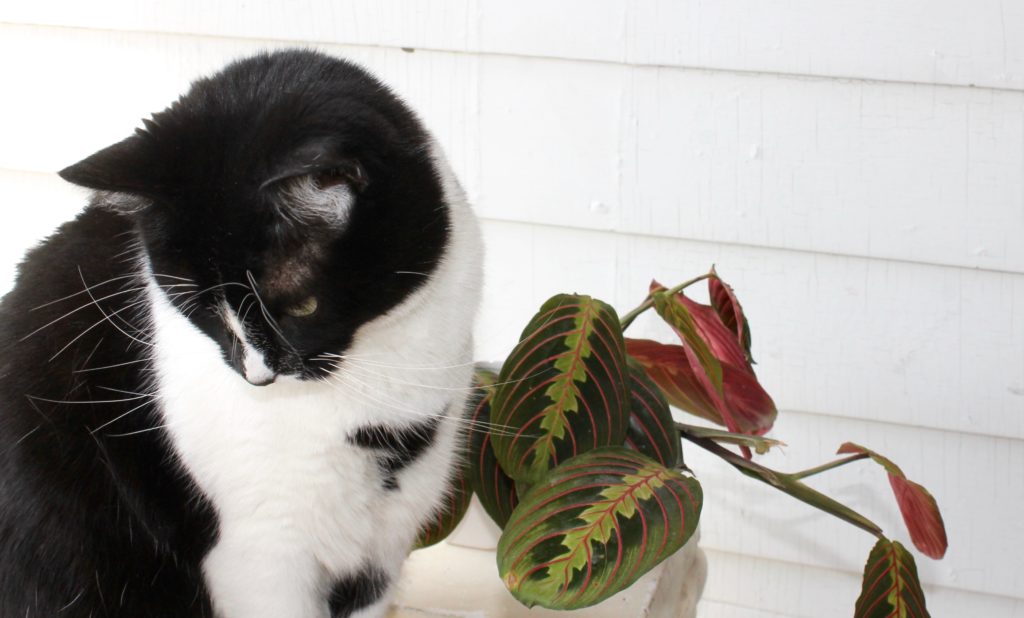 Five Pretty Plants Safe for Cats Leaf and Paw
