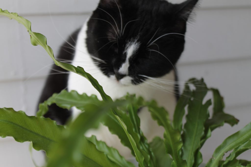 Are Rosemary Plants Poisonous To Dogs And Cats