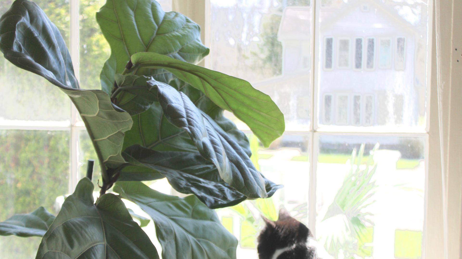 Plant Portrait Fiddle Leaf Fig Leaf and Paw