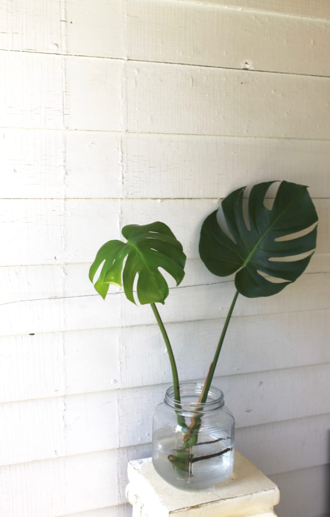 How To Propagate a Monstera Deliciosa Leaf and Paw
