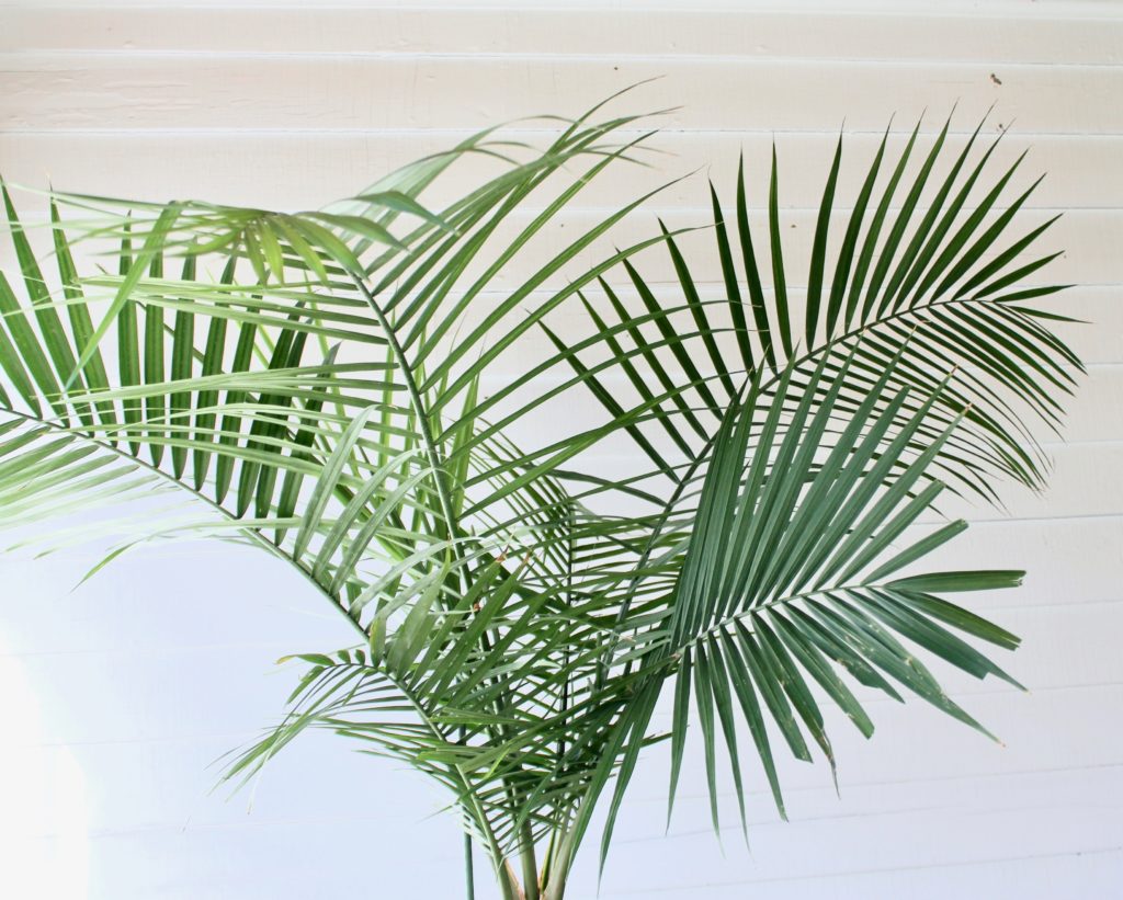 Are Sago Palms Safe For Dogs