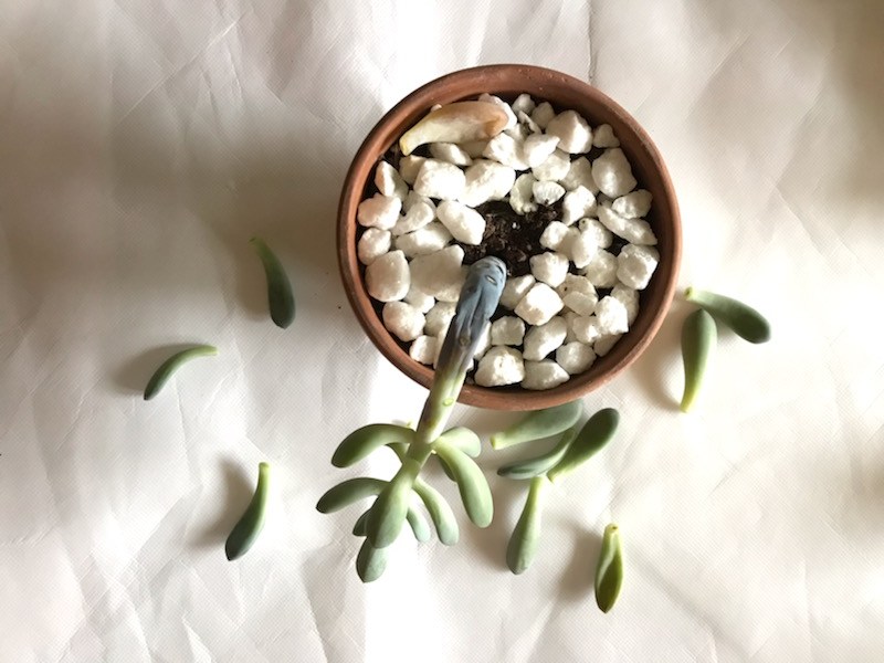 This is Why Your Succulents Keep Dying Leaf and Paw