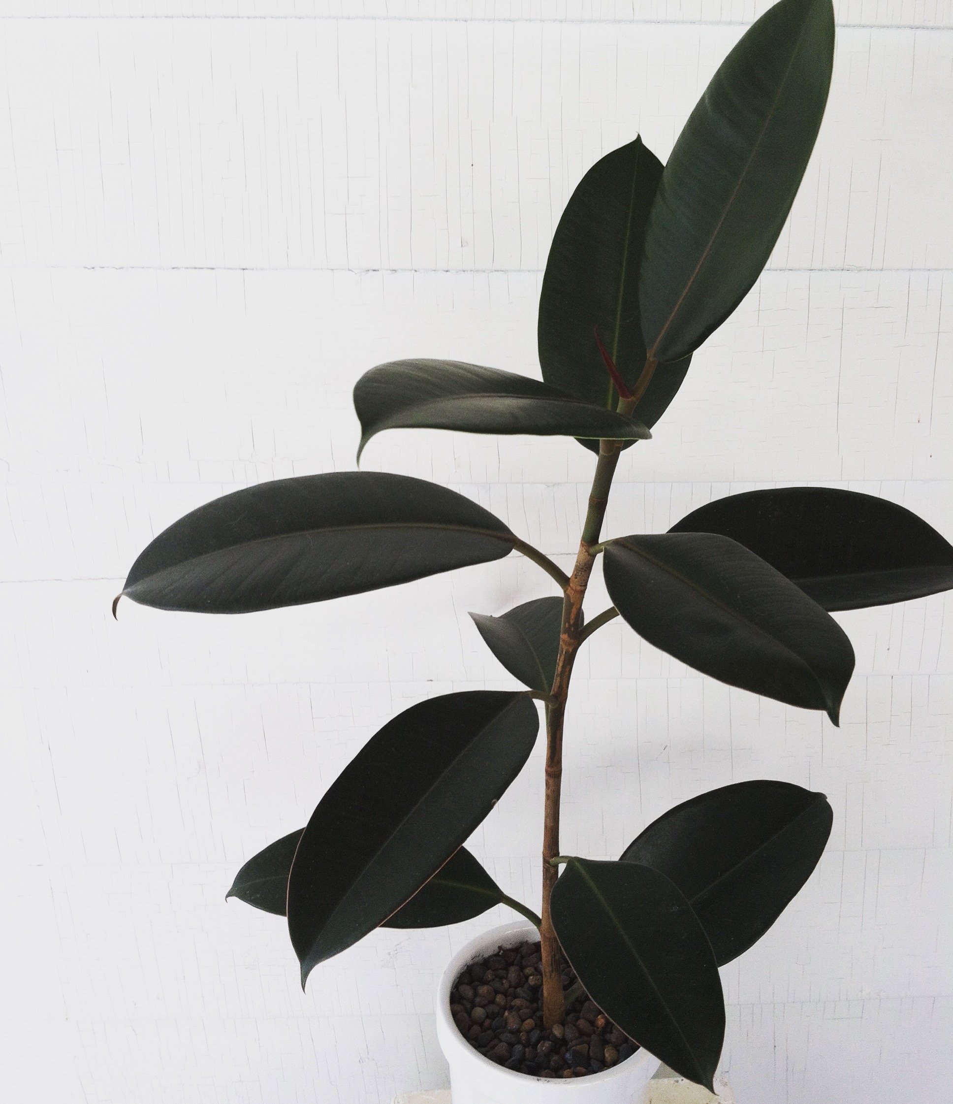 How To Propagate a Rubber Tree Leaf and Paw