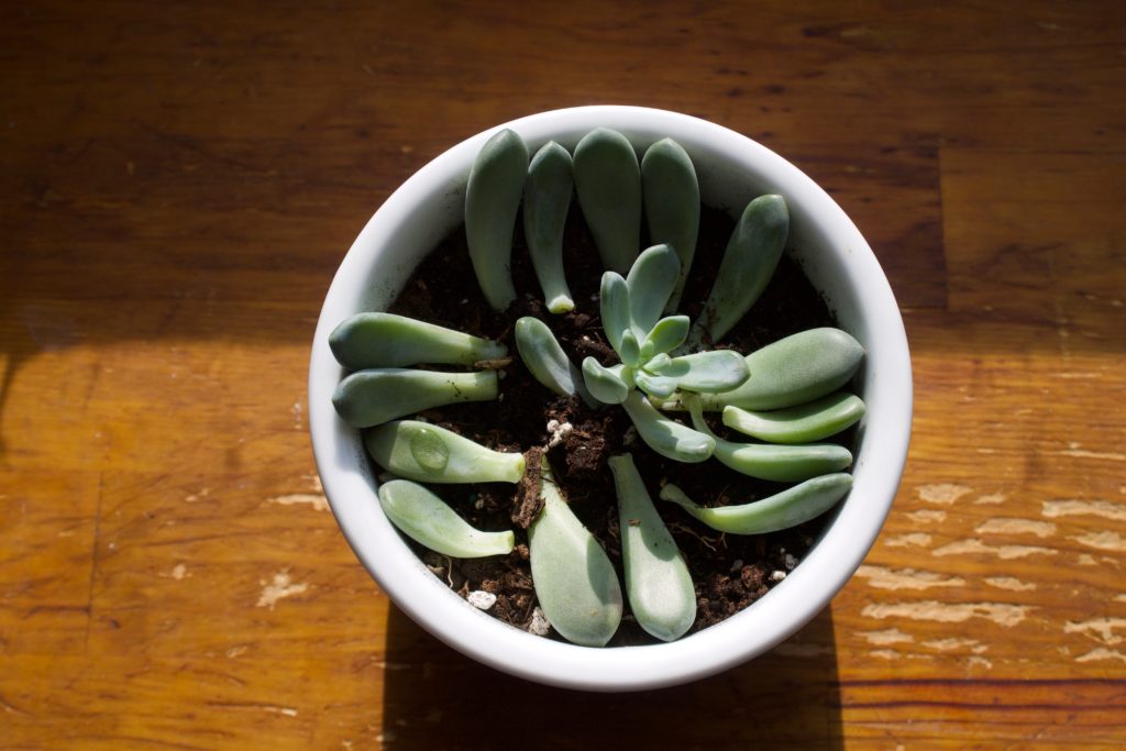 This is Why Your Succulents Keep Dying Leaf and Paw