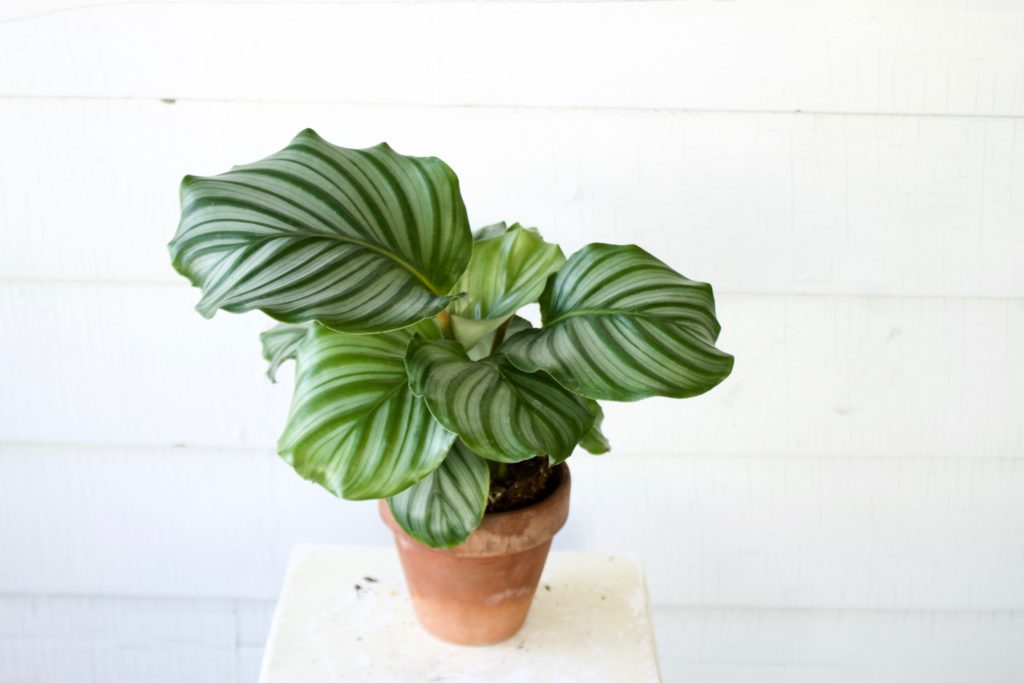 Air Purifying Pet Safe Plants Leaf and Paw