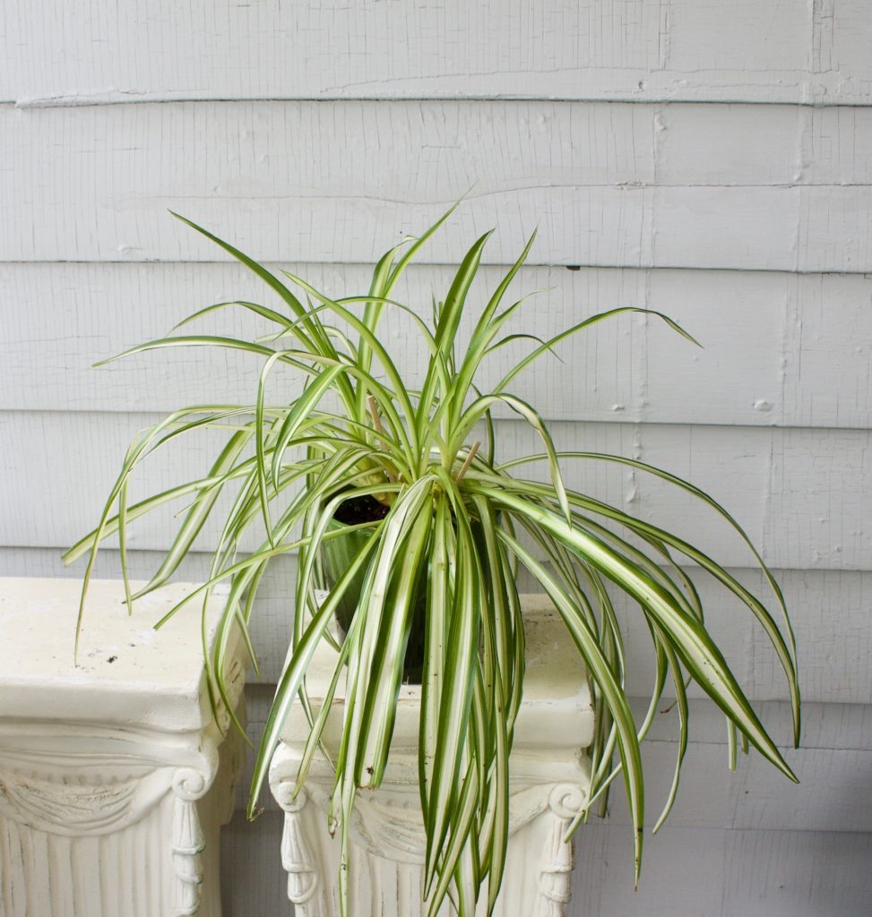 Are Spider Plants Poisonous To Cats And Dogs Are Spider Plants Poisonous To Cats And Dogs