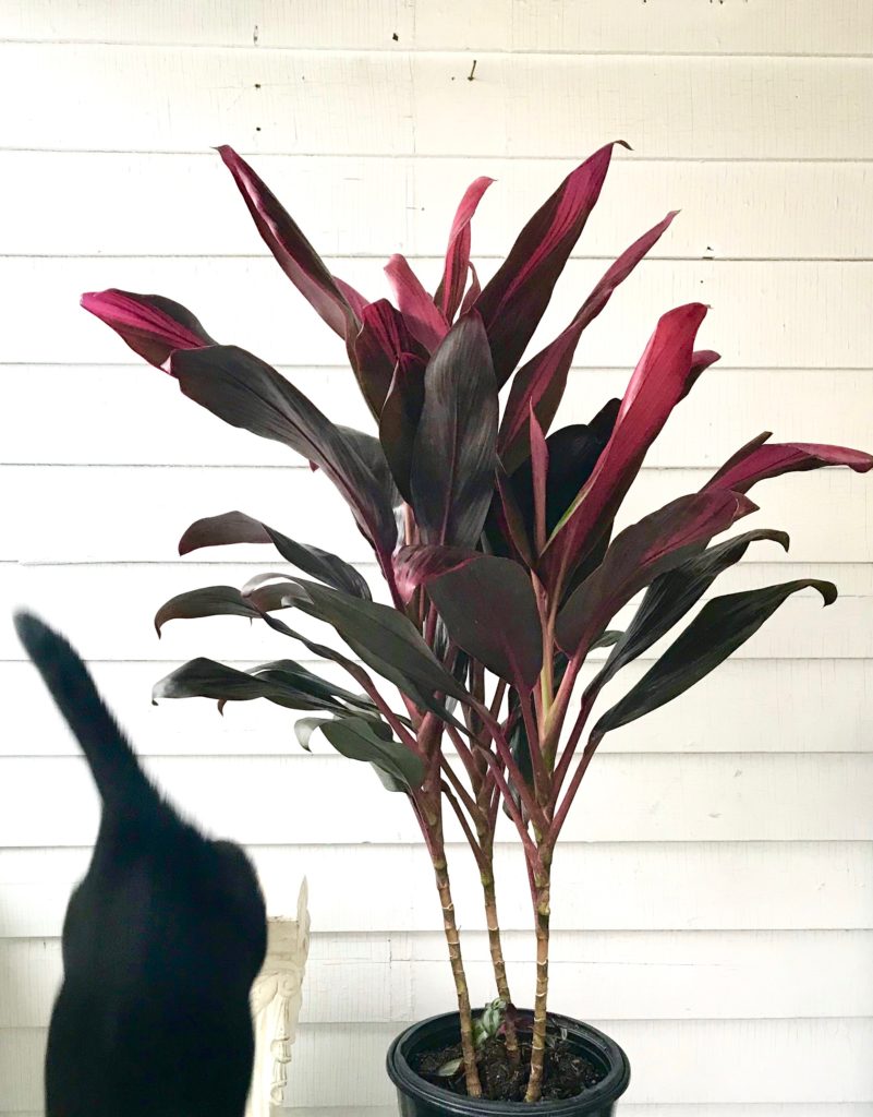 Are Cordyline Plants Poisonous To Dogs