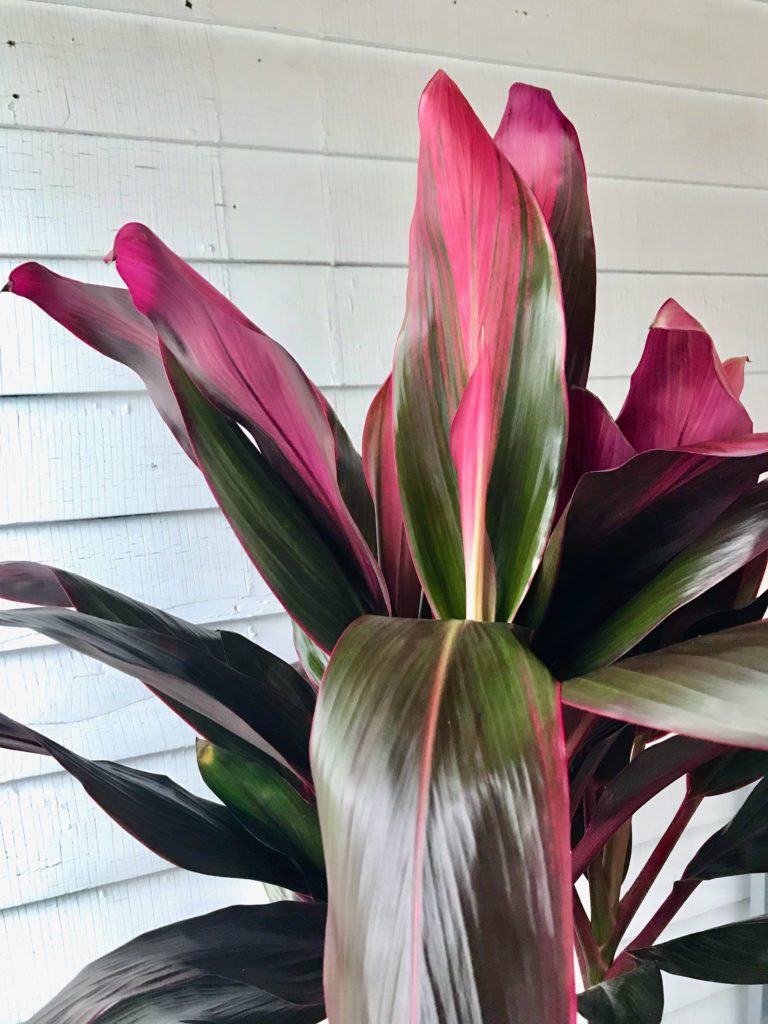 Plant Portrait Hawaiian Ti Leaf and Paw