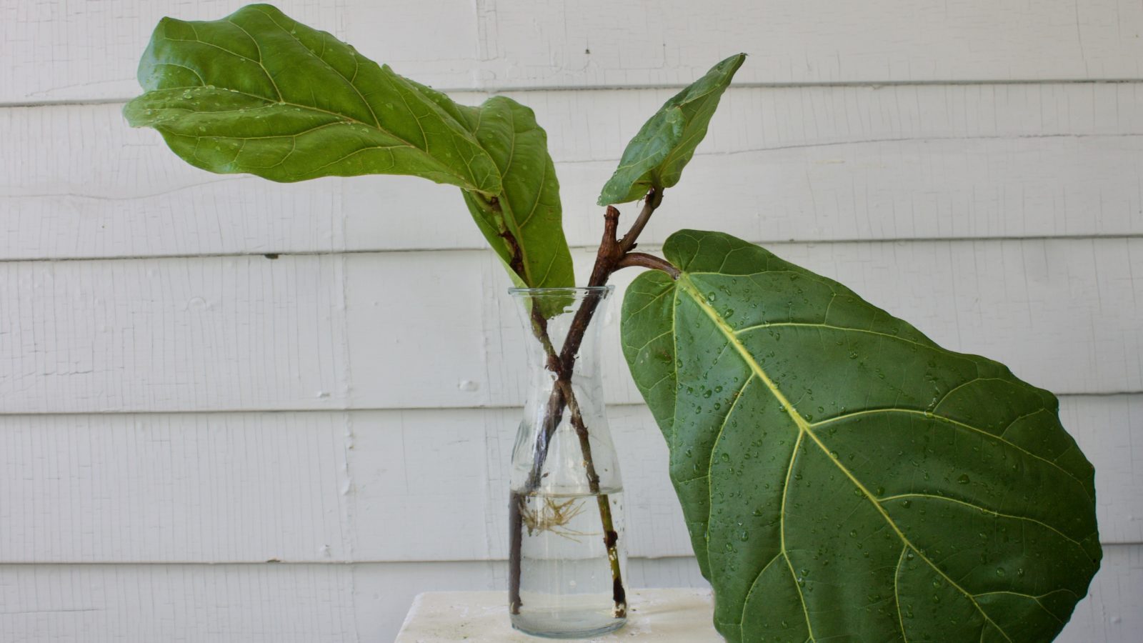How To Propagate a Fiddle Leaf Fig Leaf and Paw