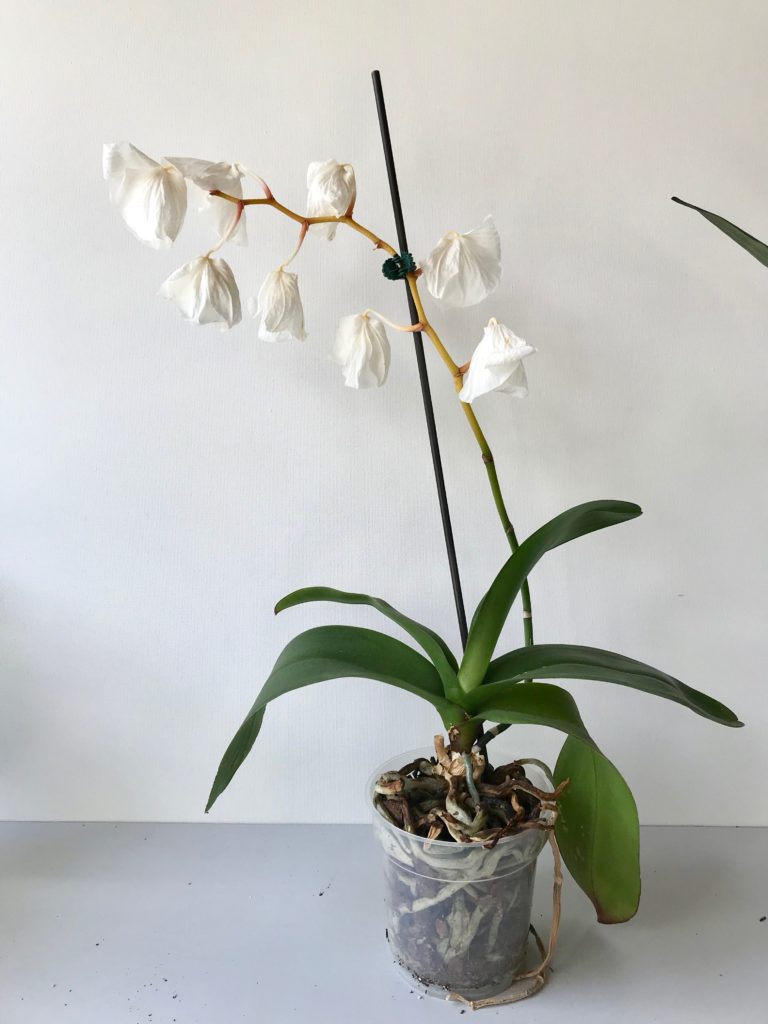 Why Your Orchid Isn't Blooming Leaf and Paw