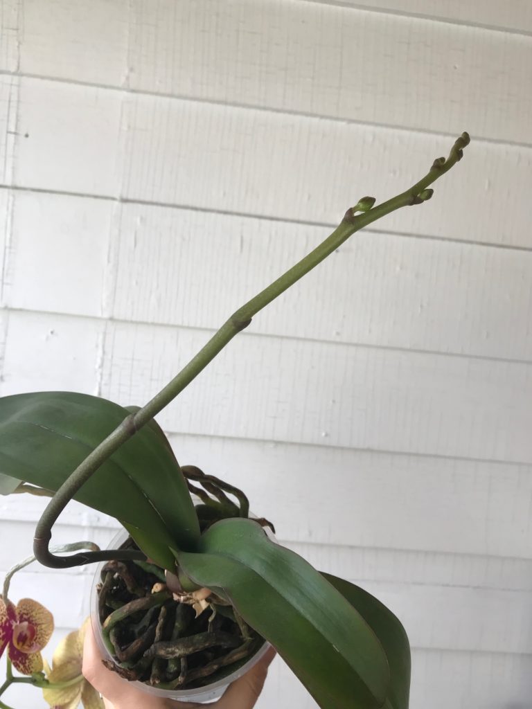Why Your Orchid Isn't Blooming Leaf and Paw