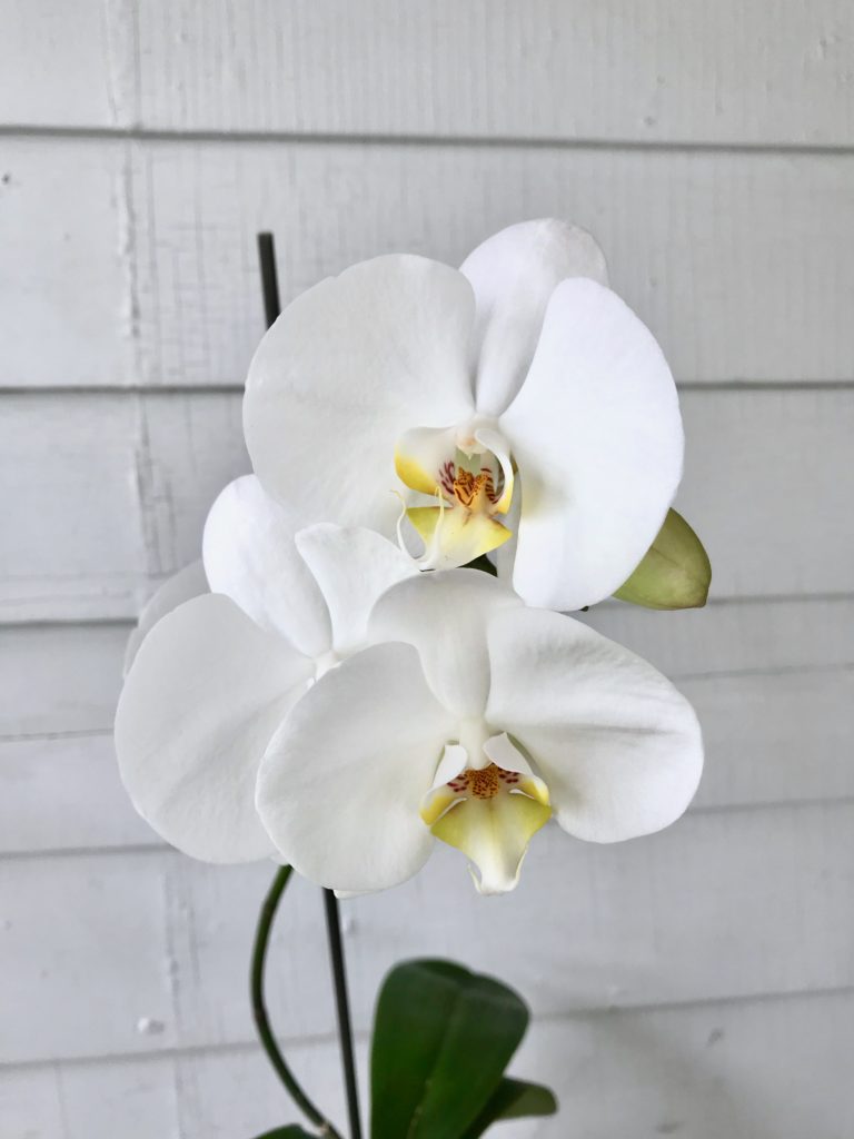Why Your Orchid Isn't Blooming Leaf and Paw