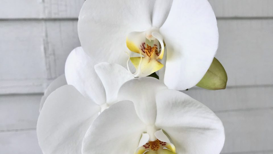 Why Your Orchid Isn't Blooming Leaf and Paw