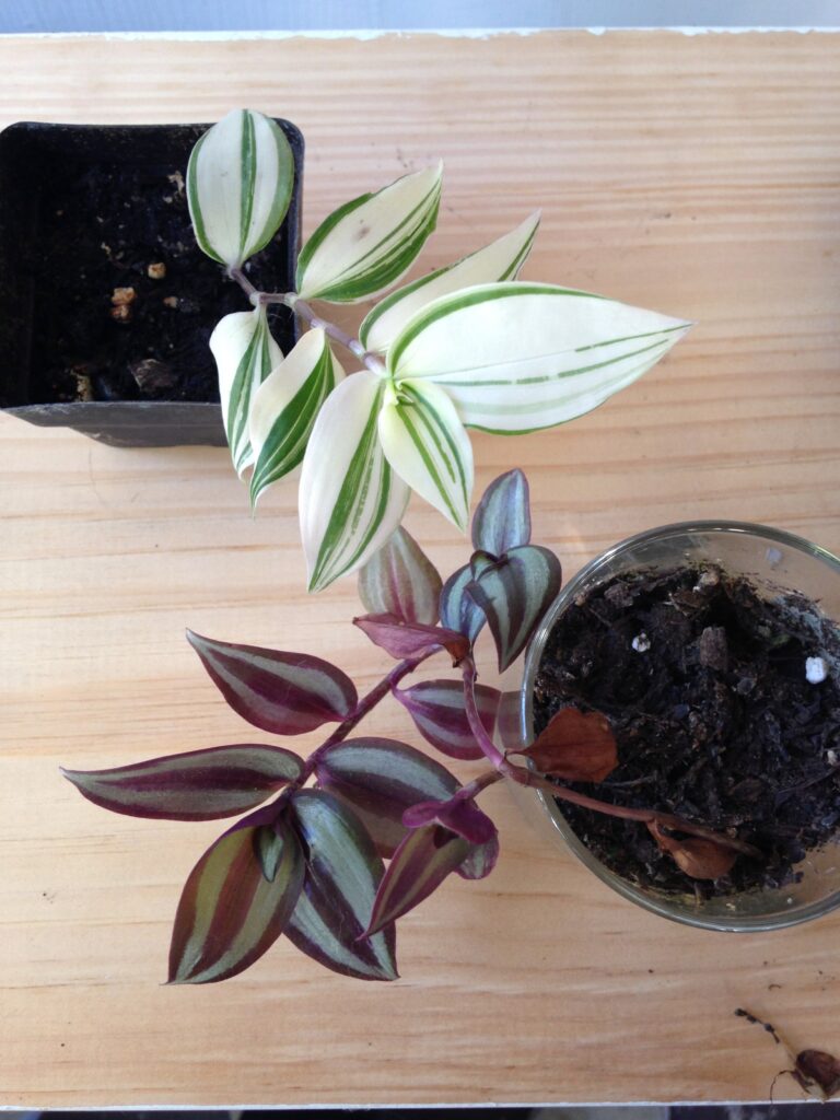 A Guide to Tradescantia Leaf and Paw