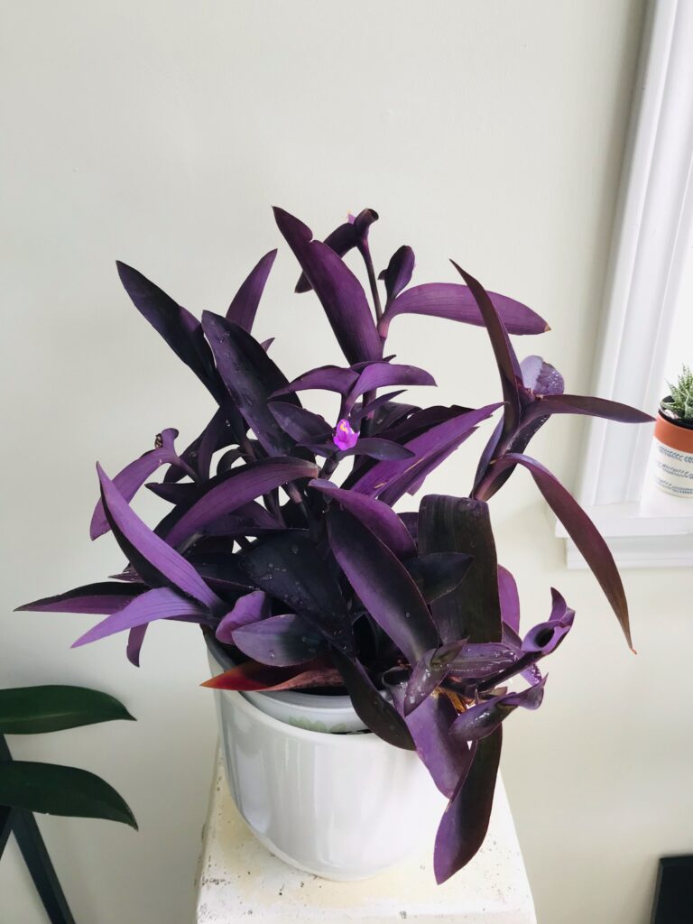 Are Wandering Jew Plants Safe For Cats And Dogs