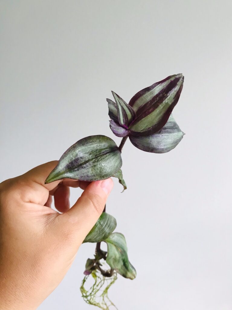 A Guide to Tradescantia Leaf and Paw