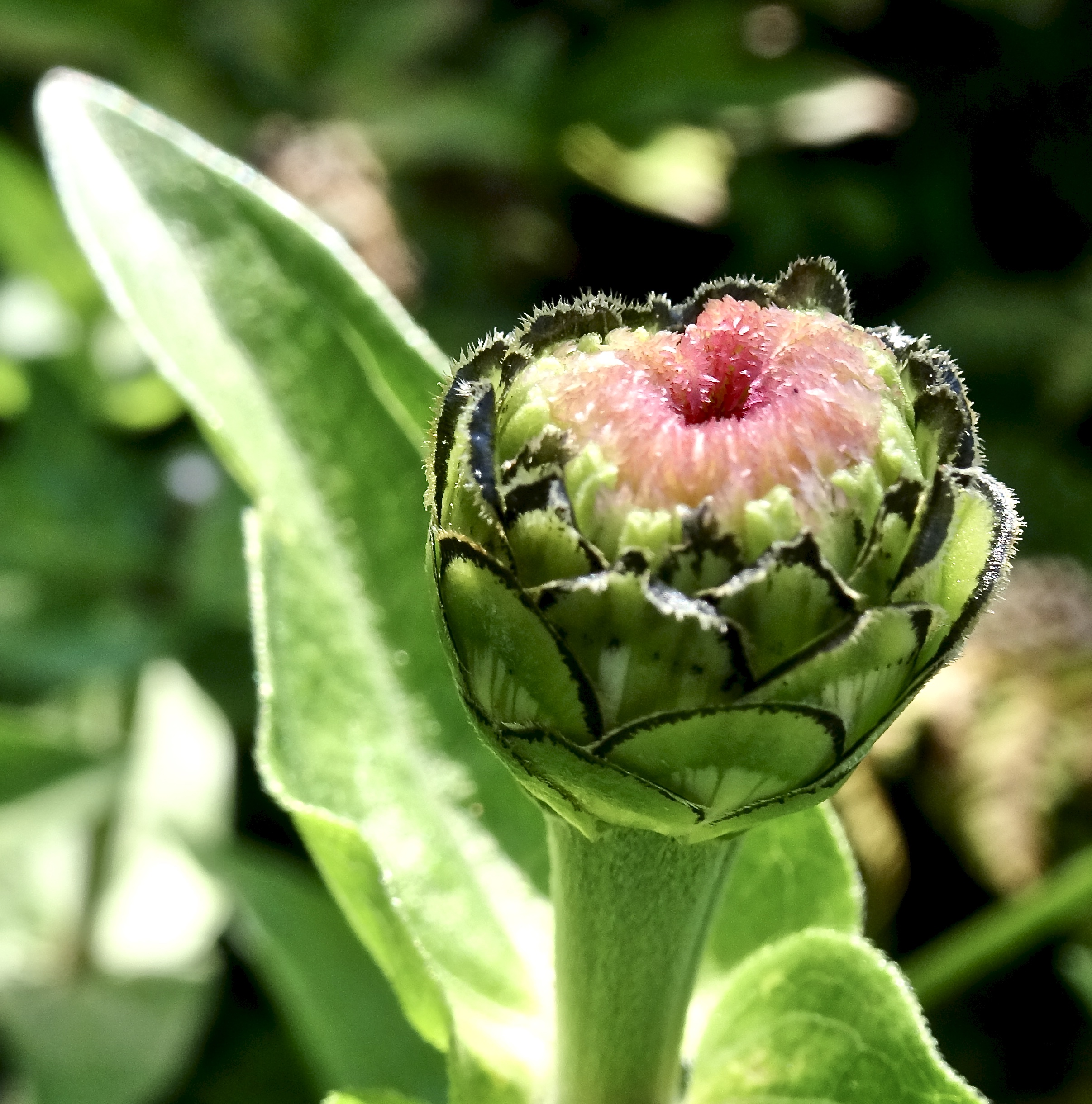Zinnia Bud Leaf And Twig