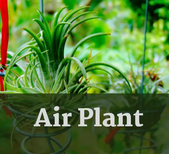 Stop Air Plant Rotting in its Tracks Early Signs, Root Causes, Proven