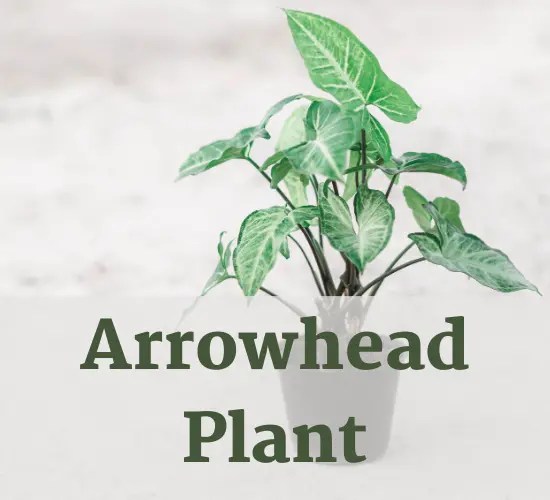 Troubleshooting Guide Arrowhead Plant Leaves Turning Yellow