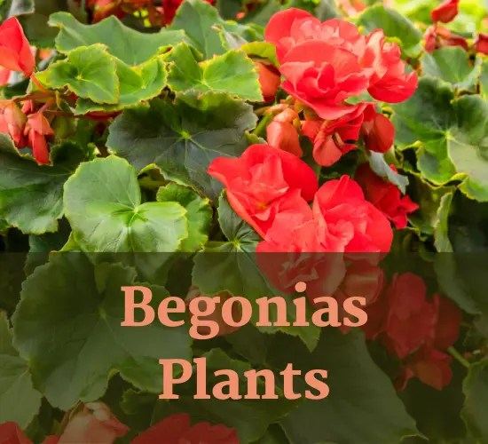 Troubleshooting Why Are My Begonias Turning Brown?