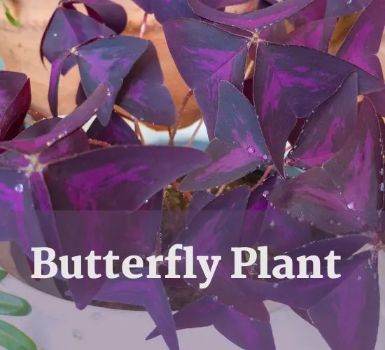 Butterfly Plant Indoor A Complete Guide to Growing and Caring for Your