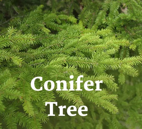 Revive Your Drooping Branches Tree of Conifer Tips And Tricks