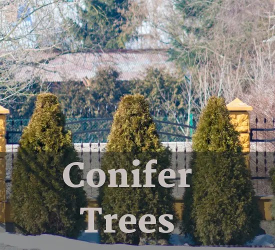 Revive Your Drooping Branches Tree of Conifer Tips And Tricks