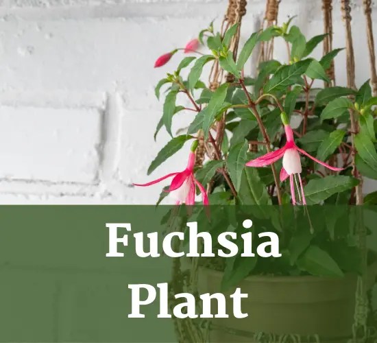 Troubleshooting Guide Why Are My Fuchsia Buds Not Opening