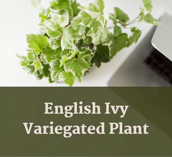 Decoding the Mystery Why Is My Ivy Turning Yellow?