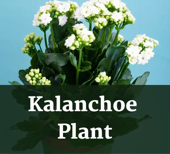 Unlocking the Mystery Do Kalanchoes Rebloom?