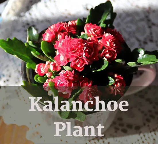 Troubleshooting Tips Why Are My Kalanchoe Is Leggy