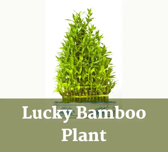 Is Lucky Bamboo real Bamboo? A Closer Look at the Facts