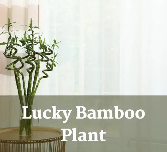 Is Lucky Bamboo real Bamboo? A Closer Look at the Facts
