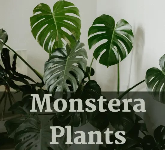 Understanding the Mystery Why My Monstera Leaves Turn Yellow