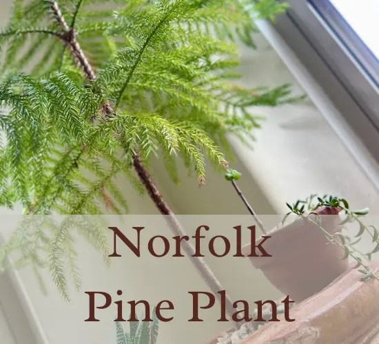 Maintaining Moisture A Guide to Preventing Norfolk Pine Drying Out