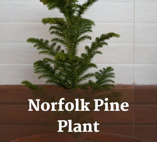 Wilting Woes Understanding Norfolk Pine Drooping and How to Fix It