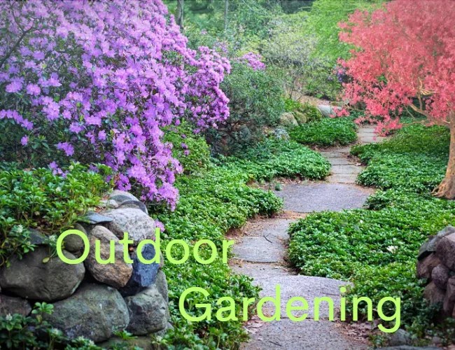 Plant Care A Comprehensive Guide For A Greener Life