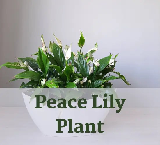 Revive Your Wilting Lily Peace Lily Plant Care Tips