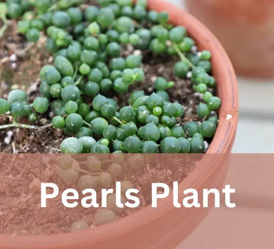 Wilting Whispers Exploring the Phenomenon of Aloe and String of Pearls