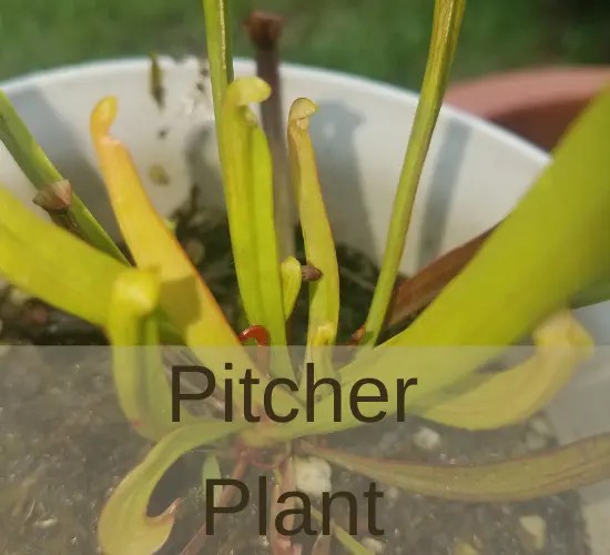 Revive Your Pitcher Plant Tips For Pitcher Plant Pitchers Turning