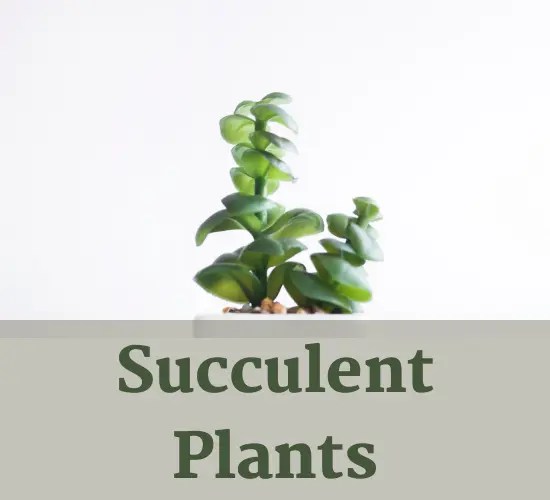 Troubleshooting Guide Why Are My Succulent Leaves Turning Yellow and