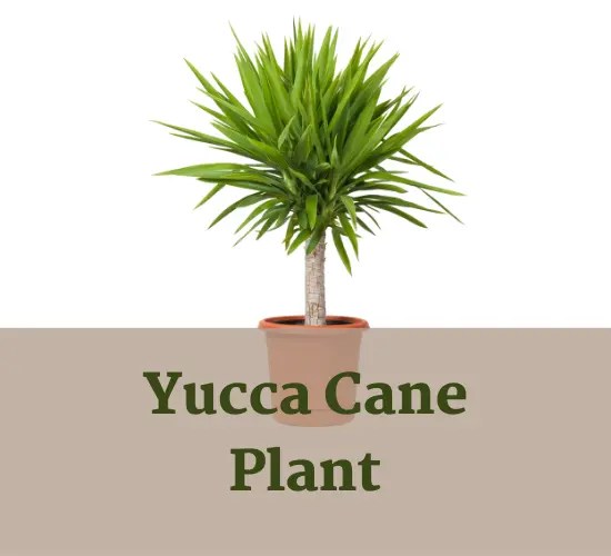 Unveiling the Mystery Decoding Yucca Brown Tips and Their Causes