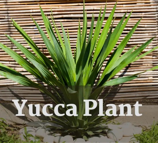 Troubleshooting guide Why is Your Yucca Plant Turning Yellow