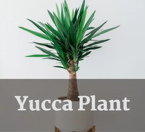 Yucca Plant Yellowing Why Are Yucca Plant Leaves Turning