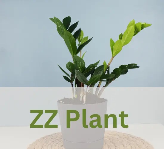 Why Are My ZZ Plant Leaves Turning Yellow? A Comprehensive Guide