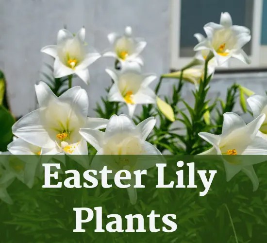 Unlocking the Mystery Why Aren't My Easter Lilies Blooming?