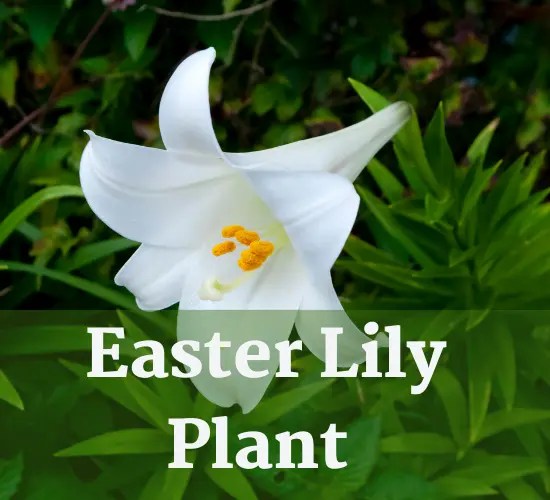 Unlocking the Mystery Why Aren't My Easter Lilies Blooming?