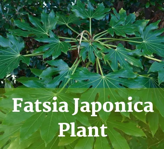 The Ultimate Guide for Grow and Care of Fatsia Japonica (Japanese